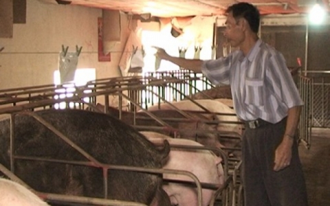 Ph&aacute;t triển chăn nu&ocirc;i ở Quỳnh Phụ