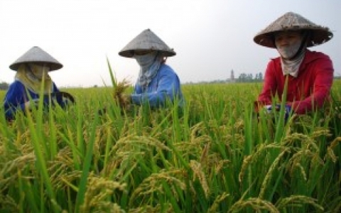 Khi n&ocirc;ng d&acirc;n t&iacute;ch tụ ruộng đất 