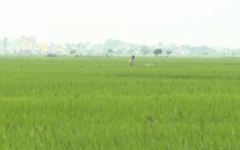 C&aacute;c địa phương triển khai phun thuốc ph&ograve;ng trừ s&acirc;u bệnh tr&ecirc;n l&uacute;a xu&acirc;n