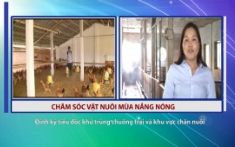 Một số biện ph&aacute;p chống n&oacute;ng cho gia s&uacute;c, gia cầm 