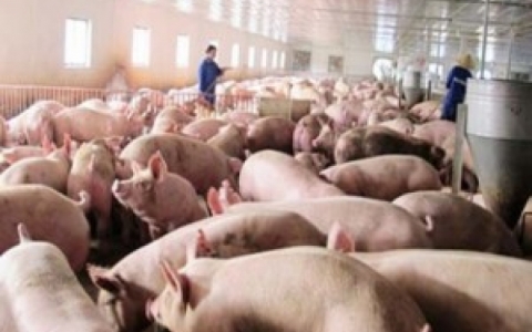 Ng&acirc;n h&agrave;ng Nh&agrave; nước 'v&agrave;o cuộc' giải cứu thịt lợn