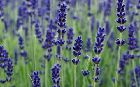 Tự trồng v&agrave;i chậu hoa lavender t&agrave;i nh&agrave; vừa đẹp, thơm, lại đuổi được muỗi