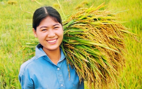 Ch&iacute;nh thức &lsquo;cởi tr&oacute;i&rsquo; cho xuất khẩu gạo