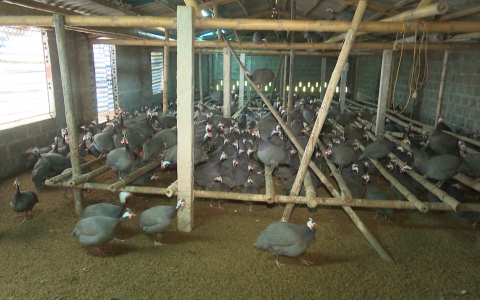 Kỹ thuật nu&ocirc;i g&agrave; Sao thịt