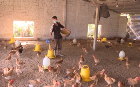 Lưu &yacute; khi chăm s&oacute;c, ph&ograve;ng bệnh cho g&agrave; thịt phục vụ tết nguy&ecirc;n đ&aacute;n