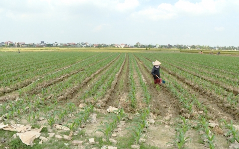 Quỳnh Phụ đ&atilde; trồng được gần 4.500 ha c&acirc;y vụ đ&ocirc;ng