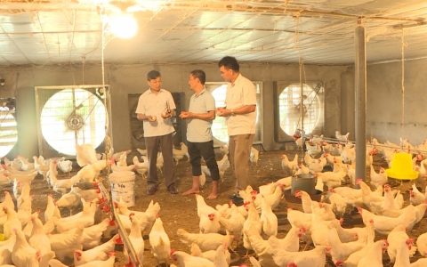 Người chăn nu&ocirc;i tập trung t&aacute;i đ&agrave;n phục vụ thị trường cuối năm