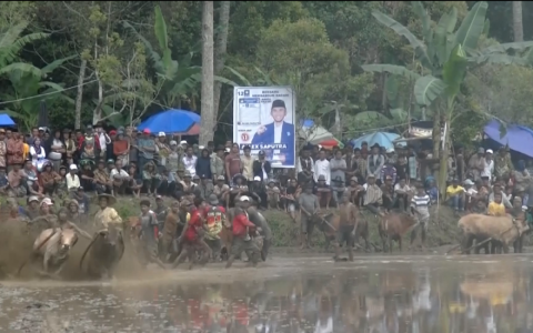 Lễ hội đua b&ograve; tại Indonesia 
