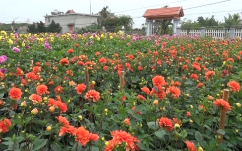C&aacute;ch chăm s&oacute;c c&acirc;y hoa thược dược để chơi Tết