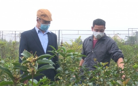 Mộc hương &ndash; C&acirc;y trồng cho hiệu quả kinh tế cao