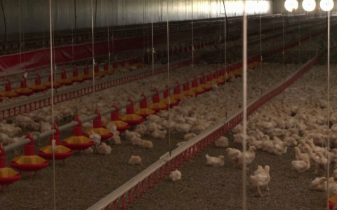 C&aacute;c nh&agrave; khoa học ho&agrave;n tất giải tr&igrave;nh tự bộ gene g&agrave;