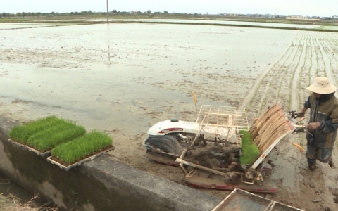 N&ocirc;ng d&acirc;n xuống đồng gieo cấy l&uacute;a Đ&ocirc;ng Xu&acirc;n