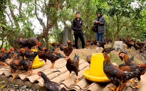 Chủ động ph&ograve;ng chống c&uacute;m gia cầm