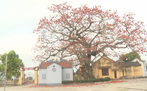 Sắc thắm hoa gạo tại Đ&igrave;nh Ng&aacute;i