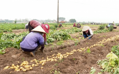 Khoai t&acirc;y vụ xu&acirc;n được m&ugrave;a, được gi&aacute;