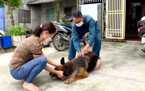 Tập trung đẩy mạnh ti&ecirc;m vắc-xin cho đ&agrave;n ch&oacute;, m&egrave;o