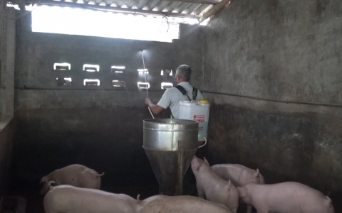  T&igrave;nh h&igrave;nh bệnh Dịch tả lợn Ch&acirc;u Phi tr&ecirc;n đ&agrave;n lợn tỉnh Th&aacute;i B&igrave;nh
