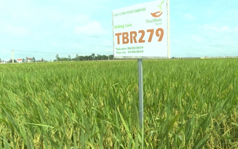 Triển vọng giống l&uacute;a TBR279