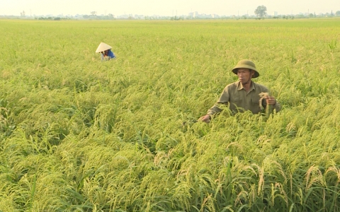 Khi đồng trũng &ldquo; đơm hoa&rdquo;