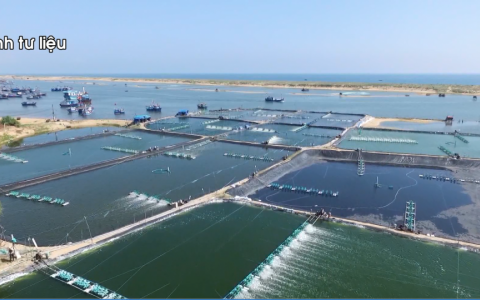 Xuất khẩu t&ocirc;m sang EU giảm đột biến
