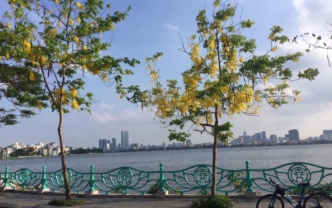 Hoa Muồng Ho&agrave;ng Yến rực rỡ dưới nắng h&egrave;