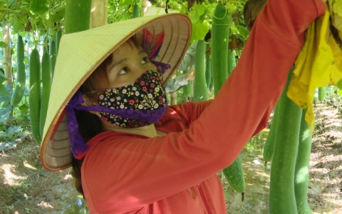 T&iacute;ch tụ ruộng đất sản xuất rau m&agrave;u v&agrave; l&uacute;a h&agrave;ng h&oacute;a