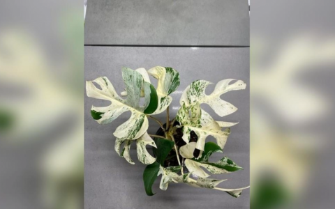 C&acirc;y trầu b&agrave; đột biến được b&aacute;n với gi&aacute; kỷ lục