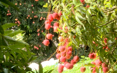 Niềm vui người trồng vải  