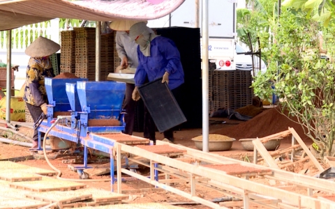 Lưu &yacute; gieo mạ khay phục vụ cấy m&aacute;y