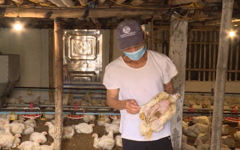 Ph&ograve;ng chống dịch c&uacute;m gia cầm H5N8