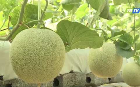Trồng dưa lưới thu nhập cao