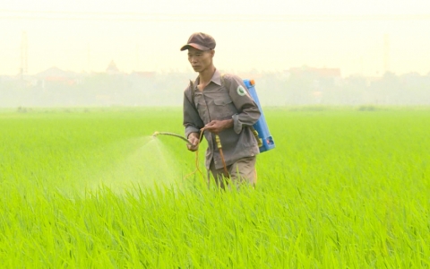 Vẫn c&ograve;n t&igrave;nh trạng n&ocirc;ng d&acirc;n kh&ocirc;ng sử dụng trang bị bảo hộ khi phun thuốc bảo vệ thực vật