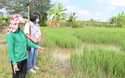N&ocirc;ng d&acirc;n Th&aacute;i Giang vượt kh&oacute; l&agrave;m gi&agrave;u