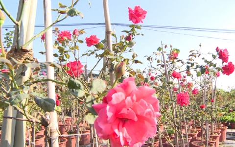 Thời sự thứ bảy 7-12-2019