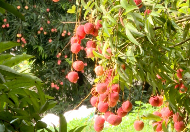 Niềm vui người trồng vải  